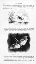 Nèpe / Pulgore porte-chandelle - Histoire naturelle des drogues simples, ou Cours d'histoire naturel [...]