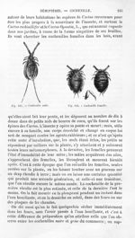 Cochenille mâle / Cochenille femelle - Histoire naturelle des drogues simples, ou Cours d'histoire n [...]