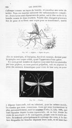 Diptère.-Tipule des prés / Cousin - Histoire naturelle des drogues simples, ou Cours d'histoire natu [...]