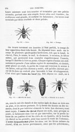 Tetsé / Trompe / Oestride du boeuf / Oestride de la brebis - Histoire naturelle des drogues simples, [...]