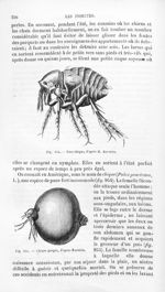 Puce chique / Chique gorgée - Histoire naturelle des drogues simples, ou Cours d'histoire naturelle  [...]