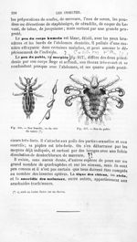 Pou femelle, vu du côté du ventre / Pou du pubis - Histoire naturelle des drogues simples, ou Cours  [...]