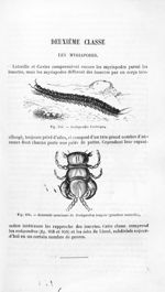 Scolopendre électrique / Extrémité antérieure de Scolopendra insignis (grandeur naturelle) - Histoir [...]