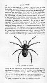 Tarentule (vue en dessus) - Histoire naturelle des drogues simples, ou Cours d'histoire naturelle pr [...]