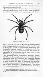 Tarentule (vue en dessous) - Histoire naturelle des drogues simples, ou Cours d'histoire naturelle p [...]