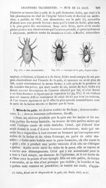 Mite rhomboïdale / Sarcopte de la gale, d'après Galès - Histoire naturelle des drogues simples, ou C [...]
