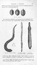 Oeufs / Trochète verdâtre / Estomac de la trochète verdâtre - Histoire naturelle des drogues simples [...]