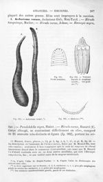 Aulastome vorace / Points oculaires / Ventouse buccale et oesophage ouverts, très grossis / Mâchoire [...]