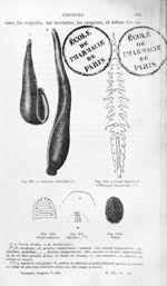 Haemopis chevaline / Canal digestif de l'Haemopis Sanguisuga / Points oculaires / Mâchoire / Cocon - [...]