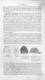 Points oculaires / Ventouse / Ventouse buccale / Coupe longitudinale d'une mâchoire isolée - Histoir [...]