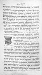 Muscles - Histoire naturelle des drogues simples, ou Cours d'histoire naturelle professé à l'École s [...]