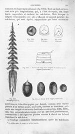 Oesophage buccal / Ventouse / Portion du corps d'une sangsue où se trouvent les organes générateurs  [...]