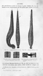 Sangsue médicinale grise / Sangsue médicinale verte / Tronçons de variété de sangsue médicinale, vus [...]