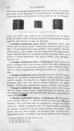 Sangsue médicinale verte - Histoire naturelle des drogues simples, ou Cours d'histoire naturelle pro [...]