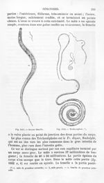 Oxyrure femelle / Trichocéphale - Histoire naturelle des drogues simples, ou Cours d'histoire nature [...]