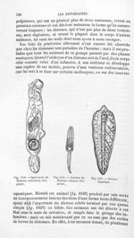 Sporocyste du Distoma echinatum, très grossi / Cercaire du Distoma retusum, très grossi / Distome hé [...]