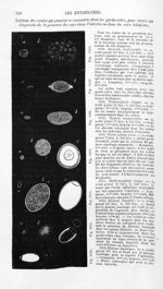 Tableau des ovules qui peuvent se rencontrer dans les garde-robes, pour servir au diagnostic de la p [...]