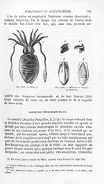 Sèche / Mâchoire et coquille de sèche - Histoire naturelle des drogues simples, ou Cours d'histoire  [...]