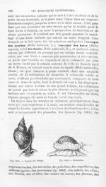 Lymnée des étangs / Porcelaine - Histoire naturelle des drogues simples, ou Cours d'histoire naturel [...]