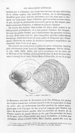 Huître comestible - Histoire naturelle des drogues simples, ou Cours d'histoire naturelle professé à [...]
