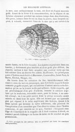 Huître comestible - Histoire naturelle des drogues simples, ou Cours d'histoire naturelle professé à [...]