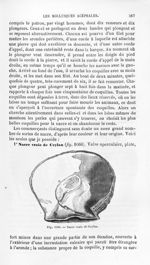 Nacre vraie de Ceylan - Histoire naturelle des drogues simples, ou Cours d'histoire naturelle profes [...]