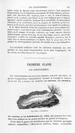 Holothurie - Histoire naturelle des drogues simples, ou Cours d'histoire naturelle professé à l'Écol [...]