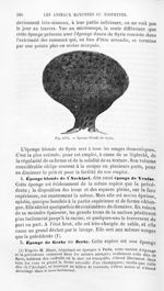 Eponge blonde de Syrie - Histoire naturelle des drogues simples, ou Cours d'histoire naturelle profe [...]