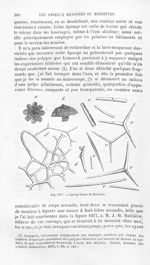 Eponge brune de Barbarie - Histoire naturelle des drogues simples, ou Cours d'histoire naturelle pro [...]