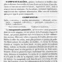 0410 - Page 401 - Campane / Campanulacées / Campanule
