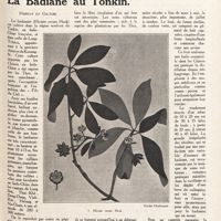 0086 - Page 73 - [Page de titre] n° 4 - Avril 1921. La badiane au Tonkin