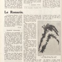 0105 - Page 92 - Notes sur les labiées aromatiques. Les marjolaines [E. Janhandiez] / Le romarin [P. M.]