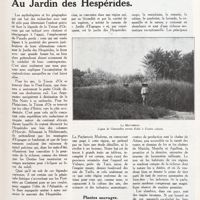 0126 - Page 113 - Au jardin des Hespérides / Plantes sauvages