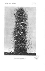 Planche IX. Convolvulus Scammonia L. [Jardin botanique de l'Ecole supérieure de Pharmacie de Paris.  [...]