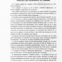 0010 - Page 8 - Végétaux qui fournissent le camphre