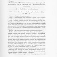 0029 - Page 27 - 2. Feuilles larges ou ovales-oblongues. 8. Kr. ruscifolia. (Herb. A. Saint-Hil ; Herb. g. Mus. Gardner, n° 2042, cat. 1860, n° 6)