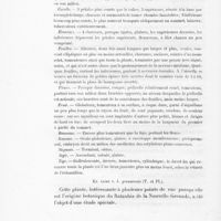 0032 - Page 30 - Kr. ixina v. b. granatensis (T. et PI.)