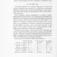 0036 - Page 34 - Kr. Grandifolia. Bg