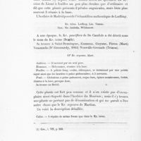 0040 - Page 38 - Kr. ixina. Loefling. Lin. Tussac. Syn. Kr. linifolia. Wildenow / 12. Kr. argentea. Mart