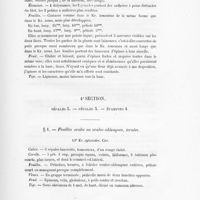 0041 - Page 39 - 4e Section. Sépales 5. - Pétales 5. - Étamines 4. 1. Feuilles ovales ou ovales-oblongues, ternées. 13. Kr. cytisoides. Cav.
