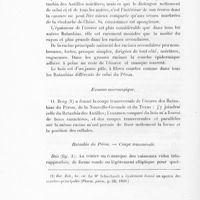 0068 - Page 66 - Examen microscopique / Ratanhia du Pérou. - Coupe transversale