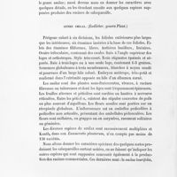 0016 - Page 14 - Genre smilax. (Endlicher. genera plant.)