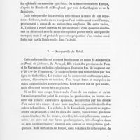 0033 - Page 31 - V. Salsepareille du Brésil