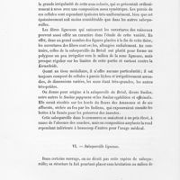 0034 - Page 32 - VI. Salsepareille ligneuse