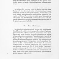 0036 - Page 34 - VII. Racine de smilax aspera