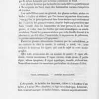 0010 - Page 8 - Ciguë officinale. - Conium maculatum