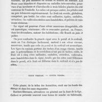 0011 - Page 9 - Ciguë vireuse. - Cicuta virosa