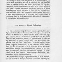 0013 - Page 11 - Ciguë aquatique. Aenanthe Phellandrium