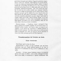 0024 - Page 14 - Transformation de l'ovaire en fruit. Coupe transversale