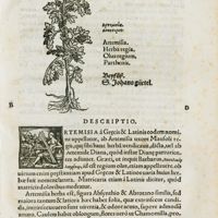 0024 - Page 1 - De herb. caeterisque simplicib. med. Artemisia
